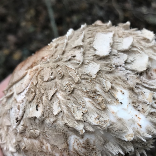 Olive Shaggy Parasol