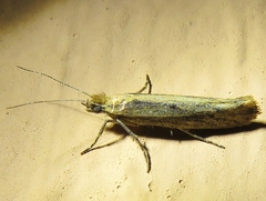 Ypsolopha