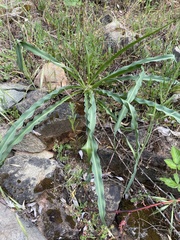 Chlorogalum angustifolium