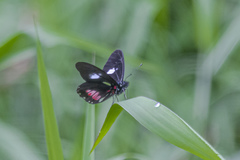 Archonias brassolis tereas