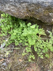 Adiantum jordanii