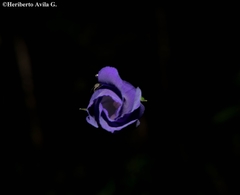 Gentianopsis lanceolata