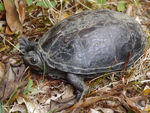 Striped Mud Turtle