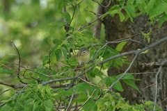 Vireo philadelphicus