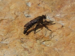 Lasiopogon