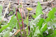 Taraxacum officinale