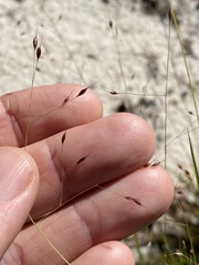 Eriachne pallescens
