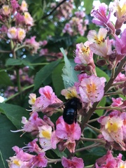 Xylocopa tabaniformis androleuca