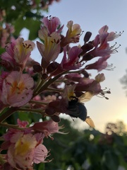 Xylocopa tabaniformis androleuca