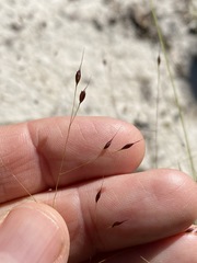 Eriachne pallescens