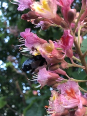 Xylocopa tabaniformis androleuca