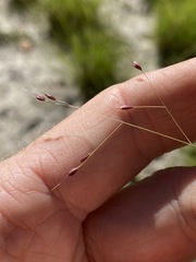 Eriachne pallescens