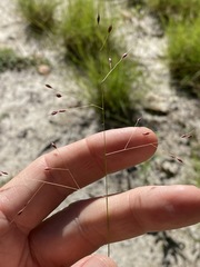Eriachne pallescens