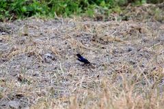 Hirundo rustica