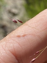 Eriachne pallescens
