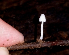 Mycena alphitophora