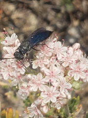 Sapygidae