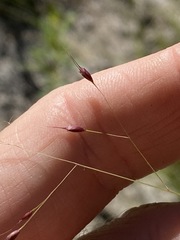 Eriachne pallescens