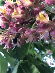 Xylocopa tabaniformis androleuca