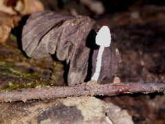 Mycena alphitophora