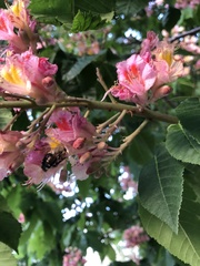 Xylocopa tabaniformis androleuca