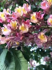 Xylocopa tabaniformis androleuca