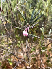 Andromeda polifolia