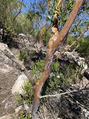 Leptospermum luehmannii