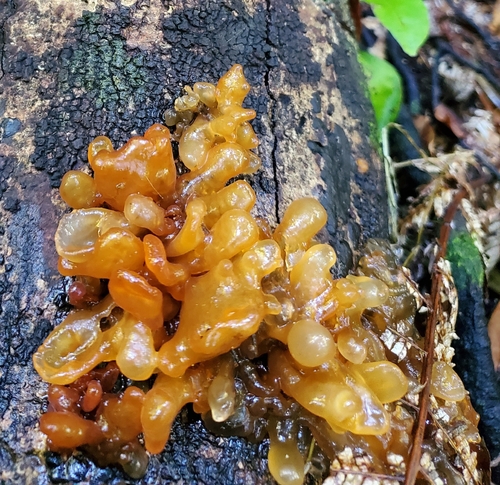 Tremella vesiculosa McNabb