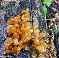 Tremella vesiculosa