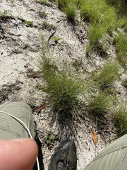 Eriachne pallescens