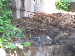 Varanus salvator salvator