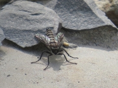 Lasiopogon