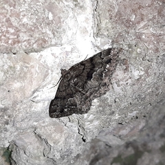 Peribatodes ilicaria