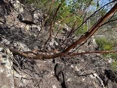Leptospermum luehmannii