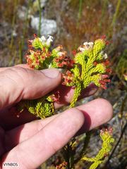 Erica denticulata