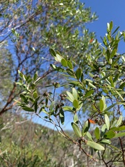 Leptospermum luehmannii