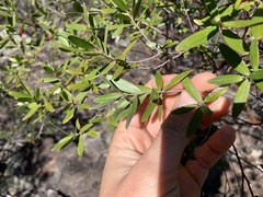 Leptospermum luehmannii