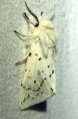 Spilosoma dubia