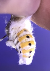 Spilosoma dubia
