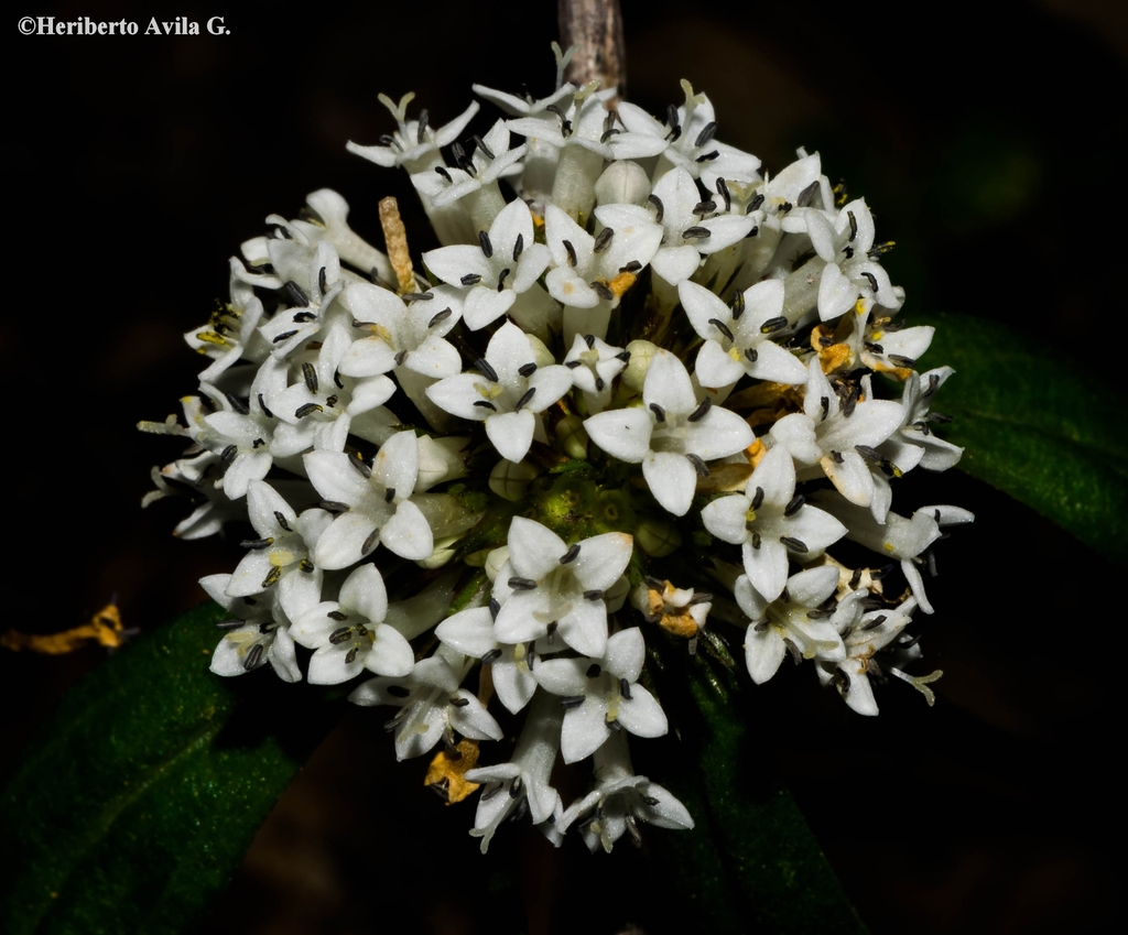 Spermacoce suaveolens