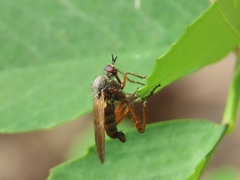 Empis spectabilis