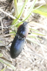 Selatosomus lateralis
