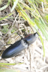 Selatosomus lateralis