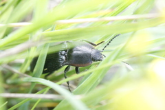Selatosomus lateralis