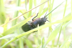 Selatosomus lateralis
