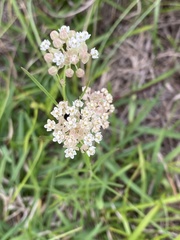 Asclepias linearis