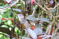 Thryophilus rufalbus