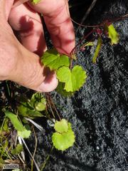 Centella callioda
