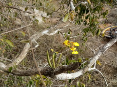 Trichocentrum cebolleta